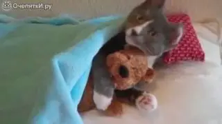ХИХИ КИСКИ