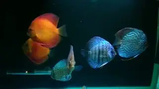 Ikan Discus Teraphi Insomnia, Anxiety