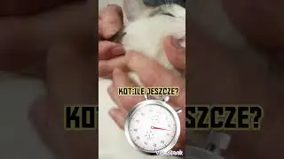 KOT MA LĘK PRZED KLESZCZAMI #CAT #CATS #FUNNY #CUTE