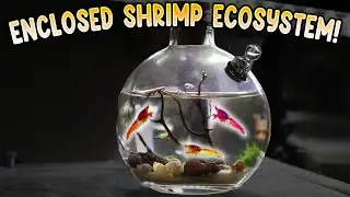 Enclosed Ecosystem - Shrimp Ecosphere (IT WORKS!)