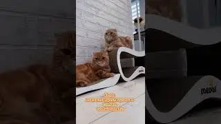 От Хиври 🤣 