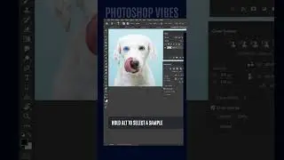 Photoshop Pro Tips for Beautiful Pet Eyes with Clone Source Option