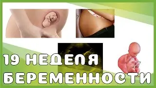 19 неделя беременности: изменения у мамы и малыша, ощущения, выделения, секс, рекомендации