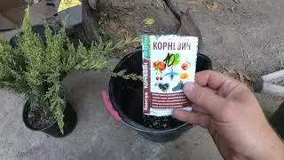Правильная посадка можжевельника!!!