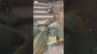 обед обезьянки