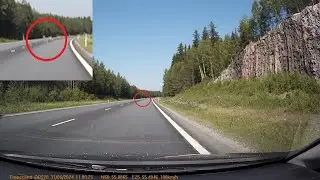 Close call with deer 31.05.2024