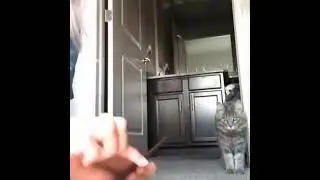 Cats Fart Anger Romance Mood 😂 Compilation
