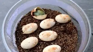 Baby turtles hatching!! #redearslider