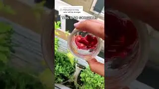 Cherry and lemon 