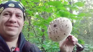 Деликатесный гриб - дамский зонтик