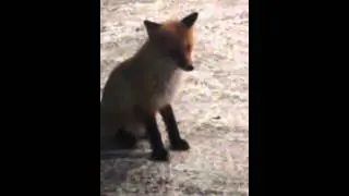 Лиса ест с рук на заправке