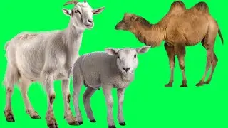 Green Screen Animal Crazy |#greenscreen |#animals