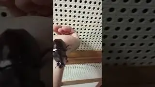 Japanese rhinoceros beetle #earlymorningvisit #goodmorning #beetle