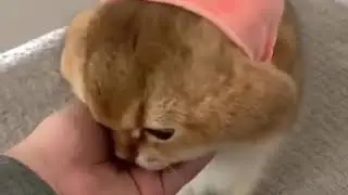 Maple cat super sweet cat