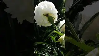 Peony 'Dr. F.G. Brethour'