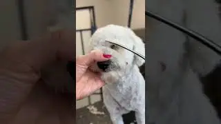 Face trim #bichonfrise