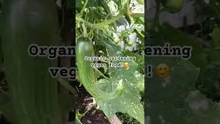 How to loss weight quick and easy eat organic home grown vegetables #garden #fun vegan