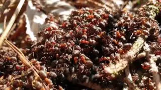 WOOD ANTS ANTS CREEPY, RELAXING SOUNDS OF ANTS BUILDING ANTHILL,ANTS SOUNDS
