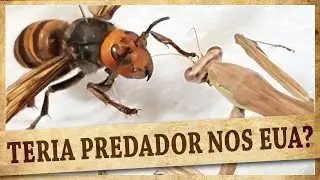 A VESPA-GIGANTE-ASIÁTICA TERIA PREDADOR NOS EUA?