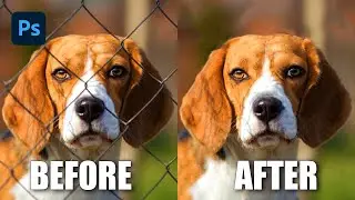 Remove the Fence with the Magic of Spot Healing Brush Tool in Adobe Photoshop 2023