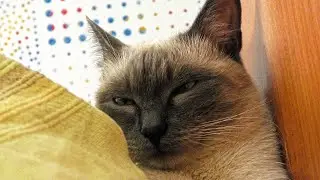 Sleepy Cat in 4K Close Look at Cat's eyes