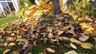 Мой осенний сад 🍂🍁🍂начало октября