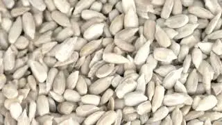 Вибропневмостол ВПСЗ-2 с системой аспирации. Продукт испытания: ядро подсолнечника.
