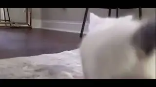 Кот танцует