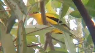 Black-naped Oriole 