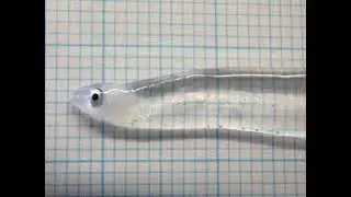 Transparent Fish Leptocephalus