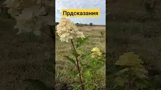 Почему мы не выпускаем предсказания как другие 