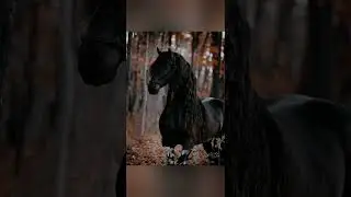 #хогвартс #видео