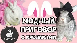 ТОП НАРЯДОВ ДЛЯ КРОЛИКОВ | САМАЯ МИЛАЯ ОДЕЖДА ДЛЯ КРОЛИКА | ОБРАЗЫ ДЛЯ КРОЛИКОВ
