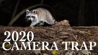 Trail Cam Videos of DSLR Camera Trap | Wildlife Photography