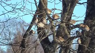 Ура, весна! Даже воробушки радуются! Все у нас будет хорошо!