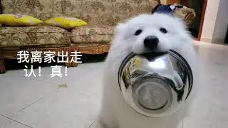 The whole network can't find the second dog who can only quarrel with me for so long!