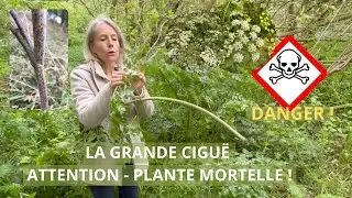 Reconnaître la grande ciguë pour ne pas s'intoxiquer !