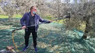 olive grove smirlis 20211209 095840