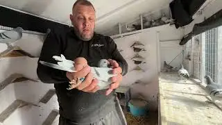 New young birds for 2026 