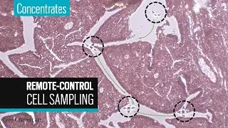 Microgripper captures single cells for tissue biopsy