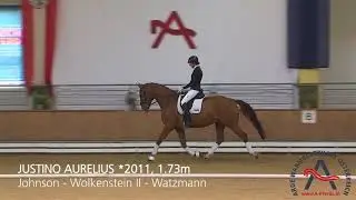 Justino Aurelius (geb. 2011), v. Johnson–Wolkenstein II–Watzmann  *** ELITE VERKAUFSSCHAU ***