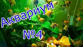 Мой 4 аквариум#аквариум 60 литров