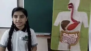 Digestive system working model