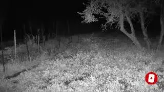Foto trap Video con la Volpe, cane e le pecore su mio terreno