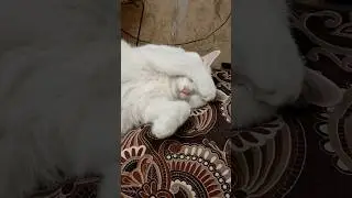 🐈 Порвал обои и прикидывается слепым. #котики #двесобакитрикота #тренды