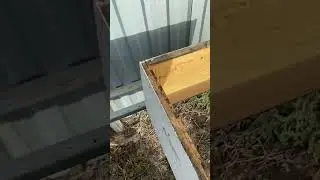 Трап для корпусов