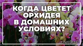 Когда цветет орхидея в домашних условиях? | toNature.Info