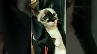 Общение на кошачьем языке..