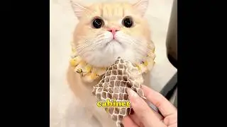 This is why you should get a cat. 😼