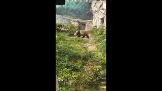 लोपोन्मुख प्रजाति पाण्डा मकाउको पाण्डा पार्कमा दर्शकलाई मनोरञ्जन दिंदै